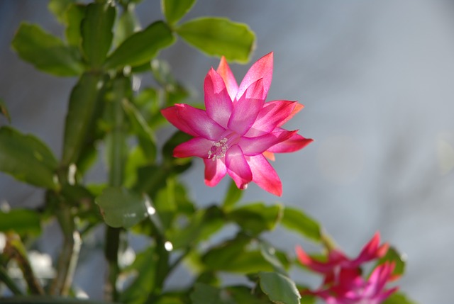Christmas_Cactus_with_Pink_Flowers